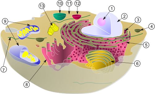 Eukaryote cel mit celorgannelle.