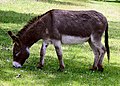 Equus asinus