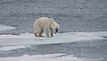 9. Sok jegesmedve nem jut megfelelő táplálékhoz az északi-sarki nyáron a telelő területén, az általában zsákmányban bővelkedő Spitzbergákon. A klímaváltozás következtében megcsappant jégtakaró miatt a jegesmedvék élelme marad a hulladék, apró állatok, madártojások és állati tetemek. Ilyen körülmények között az állatok kiéheznek és számuk ijesztően csökken (javítás)/(csere)