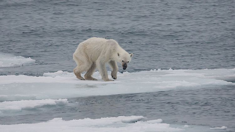 Белый медведь на Шпицбергене во время летней бескормицы