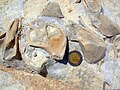 احفورة لبطنيات القدم على طائرة لوح من الحجر الجيري في جنوب الكيان الصهيوني.