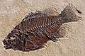 Eocene fossil fish Priscacara liops from the Green River Formation of Utah.