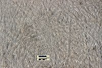 Densely packed, subaerial or nearshore trackways (Climactichnites wilsoni) made by a putative, slug-like mollusk on a Cambrian tidal flat