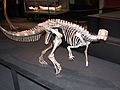 Skelettrekonstruktion eines Dysalatosaurus