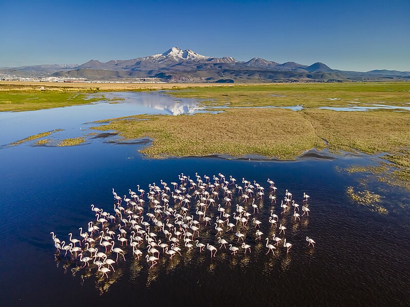 File:Flamingos in Hörmetci reeds.jpg