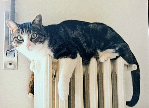 Cat warming over a radiator