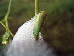Frisch geschlüpfte adulte Wiesenschaumzikade (Philaenus spumarius) verlässt ihr Schaumnest, um zu trocknen und davonzufliegen.
