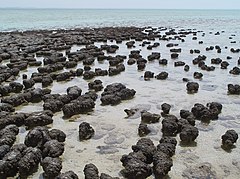 Door blauwwieren (Cyanobacteria) gevormde stromatolieten op het strand