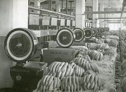 Vägnings- och paketeringsavdelningen 1930-tal