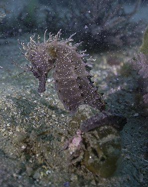Short-snouted seahorse (Hippocampus hippocampus), Arrábida Natural Park, Portugal.