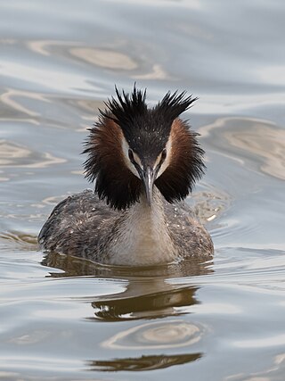 Great crested grebe (Podiceps cristatus) at Thyna (Ramsar site)