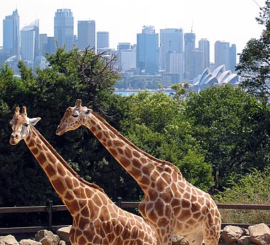 Giraffes in the Taronga Zoo with the Sydney skyline in background