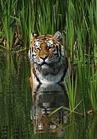 ببر (نام علمی: Panthera Tigris) جانوری از تیرهٔ گربه سانان است که طول قامت آن به ۳٫۳ متر و وزن آن به بیش از ۳۰۰ کیلوگرم می‌رسد و بزرگ‌ترین گونه از این تیره به شمار می‌رود. ببرها بر خلاف دیگر گربه‌سانان از شنا کردن در آب لذت می‌برند.