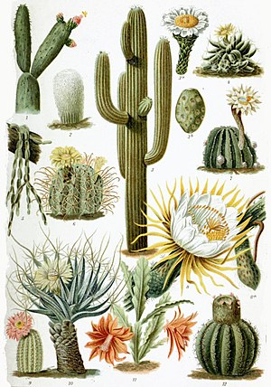 Unnerskeedelke Kakteen (Cactaceae)