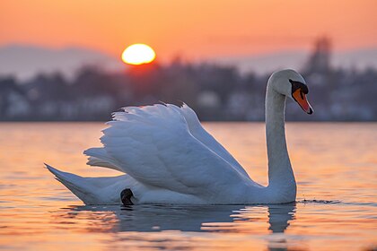 Labuť velká na Ženevském jezeře při západu slunce