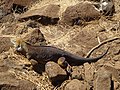 Un'iguana terrestre nell'isola North Seymour (Galapagos)