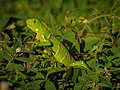 Jovem iguana-verde