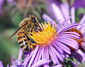 דבורת הדבש אוספת צוף מפרח, תוך שגרגירי אבקה נאספים על גופה.