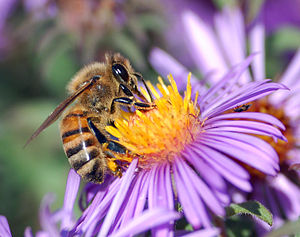一隻西方蜜蜂[歐 1]喺度採緊花蜜。