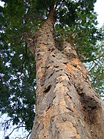 درخت ساپان وود، بومی هند، مالزی و سریلانکا و بعدها درخت مربوط به برزیوود (که در اینجا نشان داده شده است)، از ساحل آمریکای جنوبی سرچشمه یک رنگدانه و رنگ قرمز محبوب به نام برزیلین بود. چوب برزیل نام خود را به ملت برزیل داد.