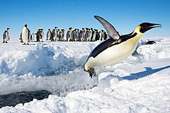 Second place: An Emperor Penguin (Aptenodytes forsteri) in Antarctica jumping out of the water. Attribution: Christopher Michel (CC BY 2.0)