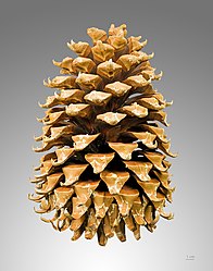 Kegelvrucht van Pinus coulteri