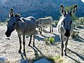 Verwilderde burros in Nevada