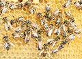 รังผึ้งในเทสเซลเลชัธรรมชาติ