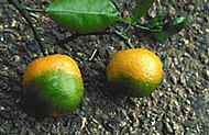 Mandariner med tydliga symptom på gula drakens sjuka.