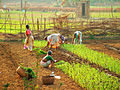 Women planting crops