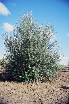 Blanka poplo (Populus alba)