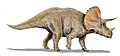 Triceratops horridus um ceratopsídeo