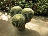 Mammilloydia Cactus