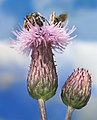 Cirsium arvense es una especie invasora del género Cirsium, nativo de Europa, Asia y África del norte, esta planta esta considerada especie invasora en Brasil, Canadá y Estados Unidos. Por Richard Bartz, Munich aka Makro Freak.