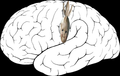 cortical homunculus ของสมองมนุษย์ มองจากด้านข้าง