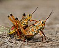 en:Grasshopper, en:Romalea_guttata