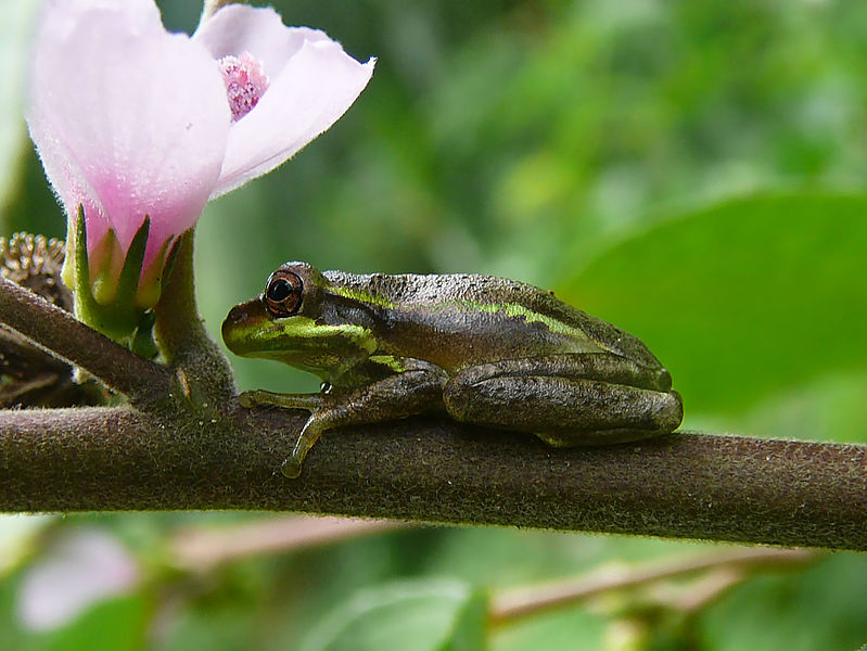 File:Tree frog Fern Forest.jpg