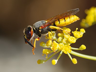 Avrupa eşek arısı (Polistes dominulus) (Üreten: Alvesgaspar)