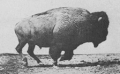 مونتاژی از تصاویر برداشته شده از حرکت این حیوان در ۱۸۸۷