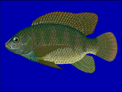 Tilapia monodi (Oreochromis aureus).
