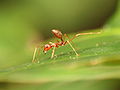 Weaver ant (Oecophylla)