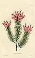 Erica ventricosa (Loddiges 431) drawing by William Miller engraved by G Cooke, 1818