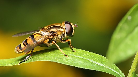 Helophilus pendulus türü bir sinek. (Üreten: Mdf)
