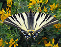 Scarce Swallowtail, Iphiclides podalirius.