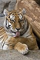 O tigre é o animal nacional da India.