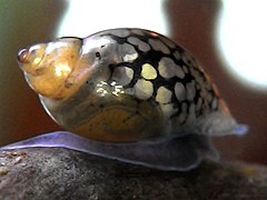 Les physes sont des petits escargots aquatiques qui sont souvent, au même titre que les planorbes, introduits accidentellement dans les aquariums en même temps que les plantes.