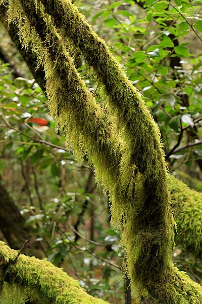 File:Moss on trees - Laguna Grande 01.jpg