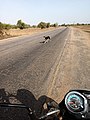 A dog crossing the road in Northern Ghana 02