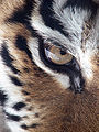 9. Egy szibériai tigris (Panthera tigris altaica) szeme (javítás)/(csere)