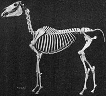 Esqueleto descarnado de un caballo montado en posición de pie
